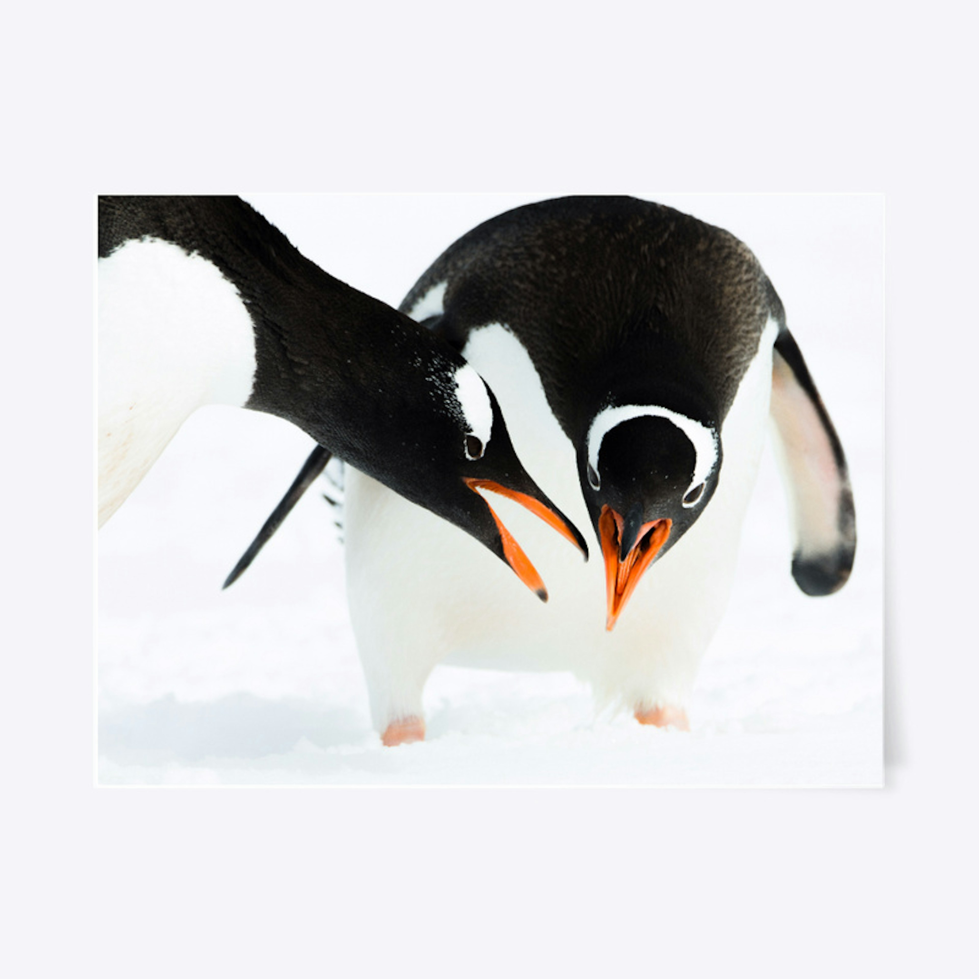 Penguin Talk