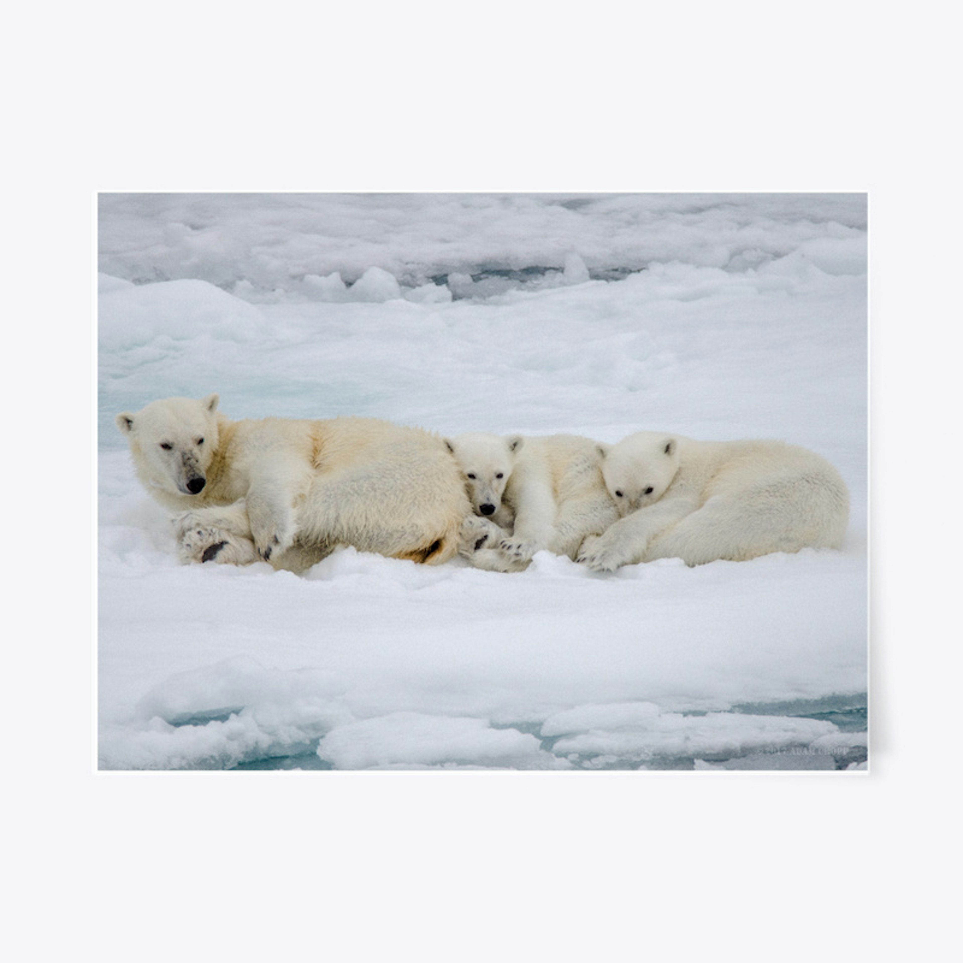 Polar Bear Family Hug