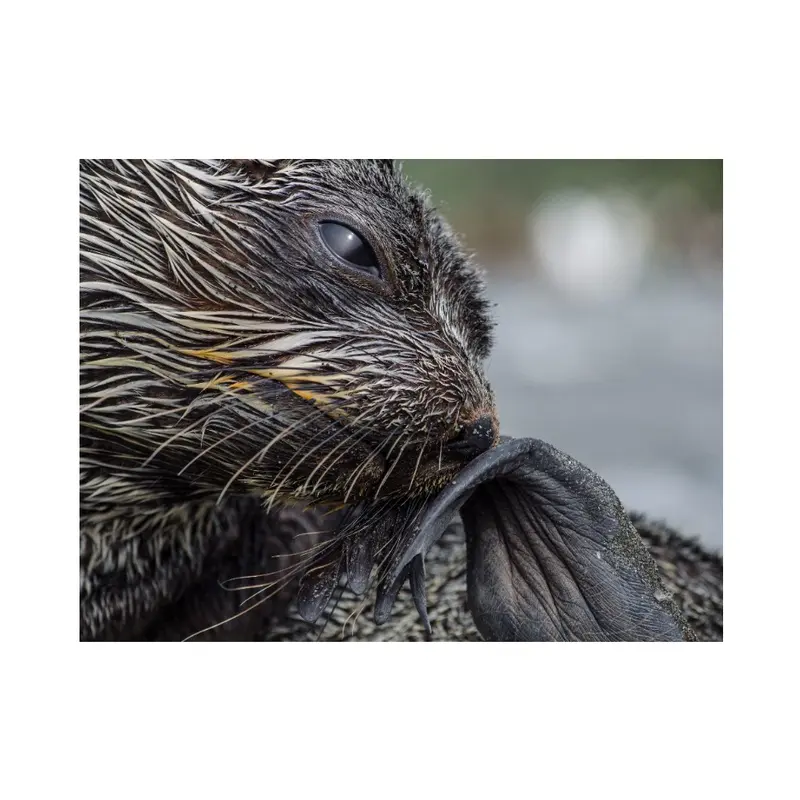 The Fur Seal Thinker